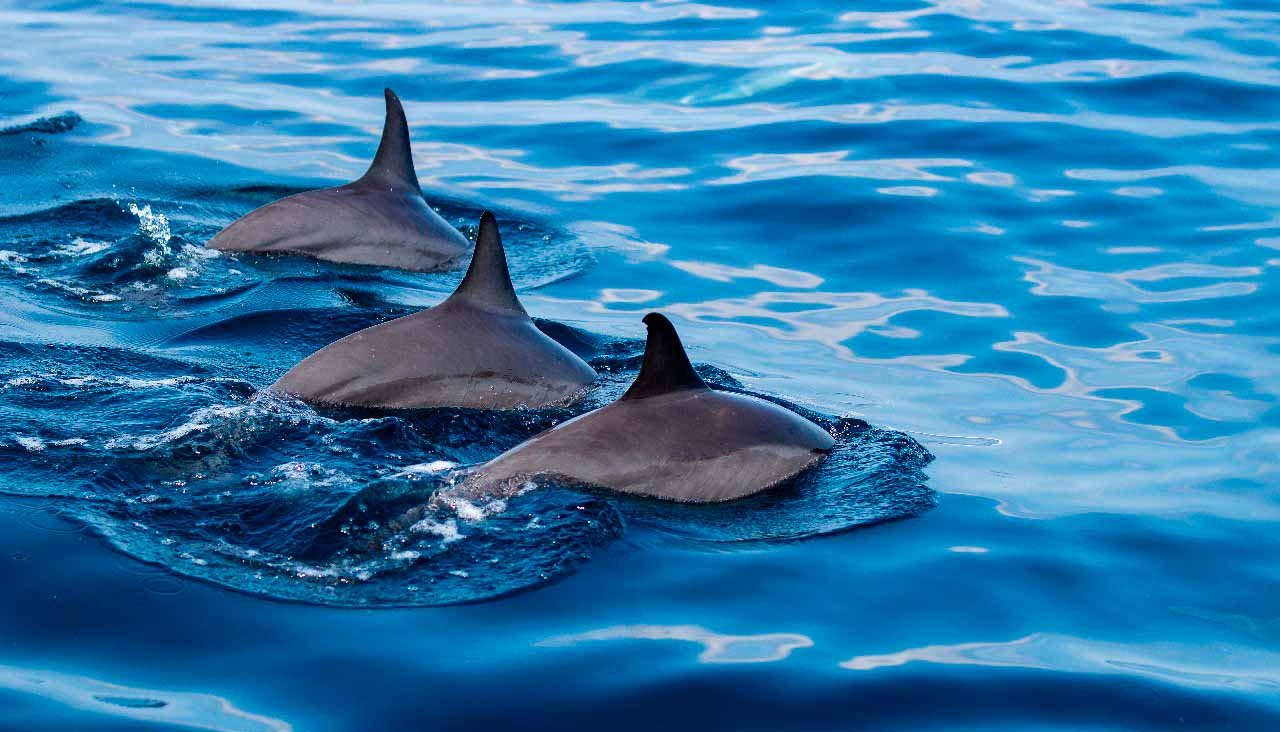 Three dolphins surfacing together