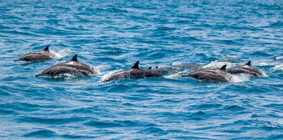 A pod of dolphins swimming at the surface
