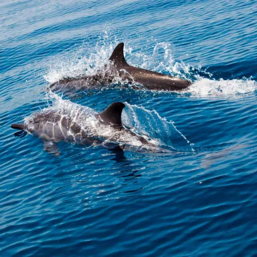 Two dolphins surfacing in blue water
