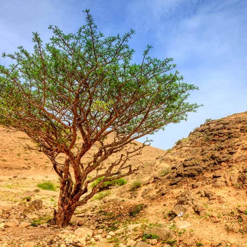 A frankincense tree on a dry hillside in Dhofar