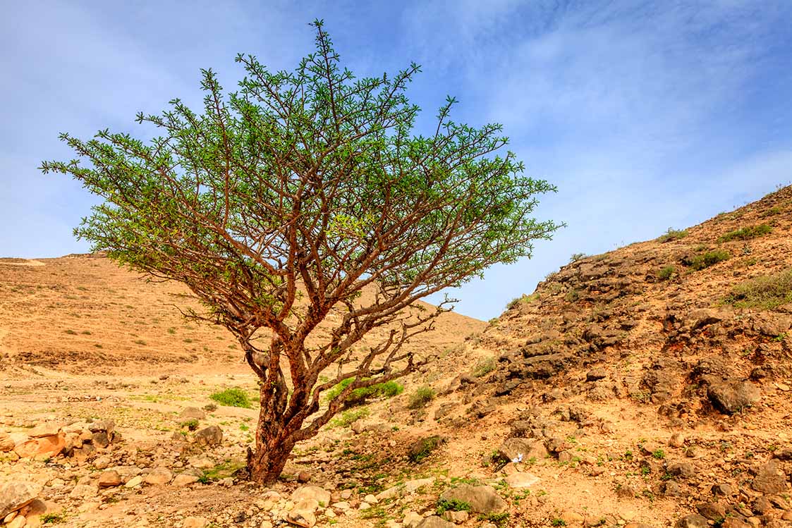 A frankincense tree on a dry hillside in Dhofar