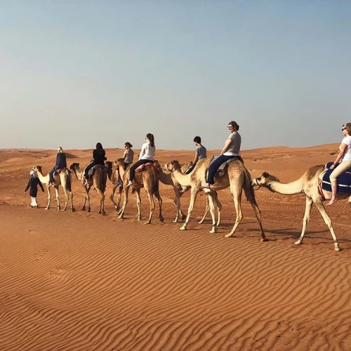 Riders on camels crossing the dunes of the Wahiba Sands