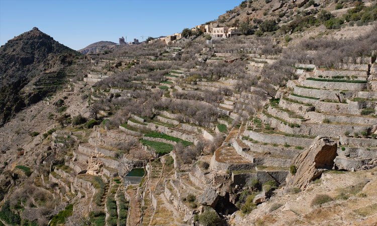 Terraced fields on the steep slope below Ash Shraijah village, Jabal Akhdar
