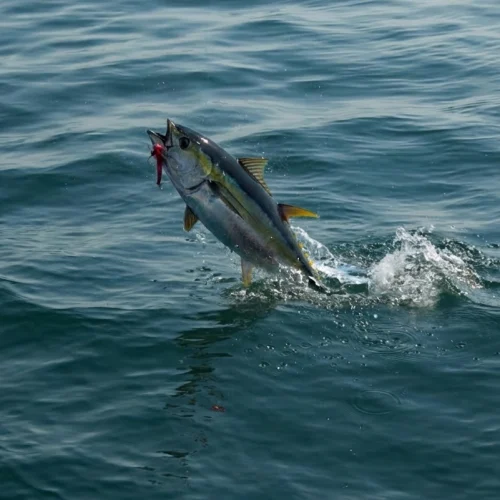 A fish leaping from the sea on a fishing line