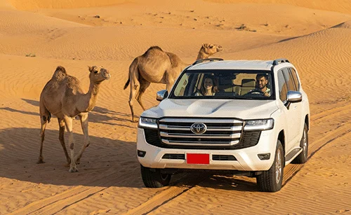 A white 4x4 in the desert with two camels