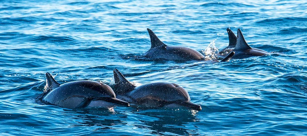 A pod of dolphins surfacing together in open water