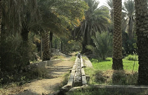 A falaj channel running between date palms in Misfat