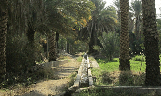 A falaj channel running between date palms in Misfat