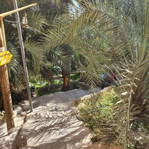 A shaded path beside palms in Misfat Al Abriyeen