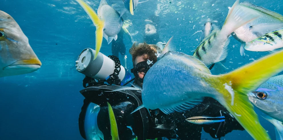 A diver surrounded by yellow-tailed fish