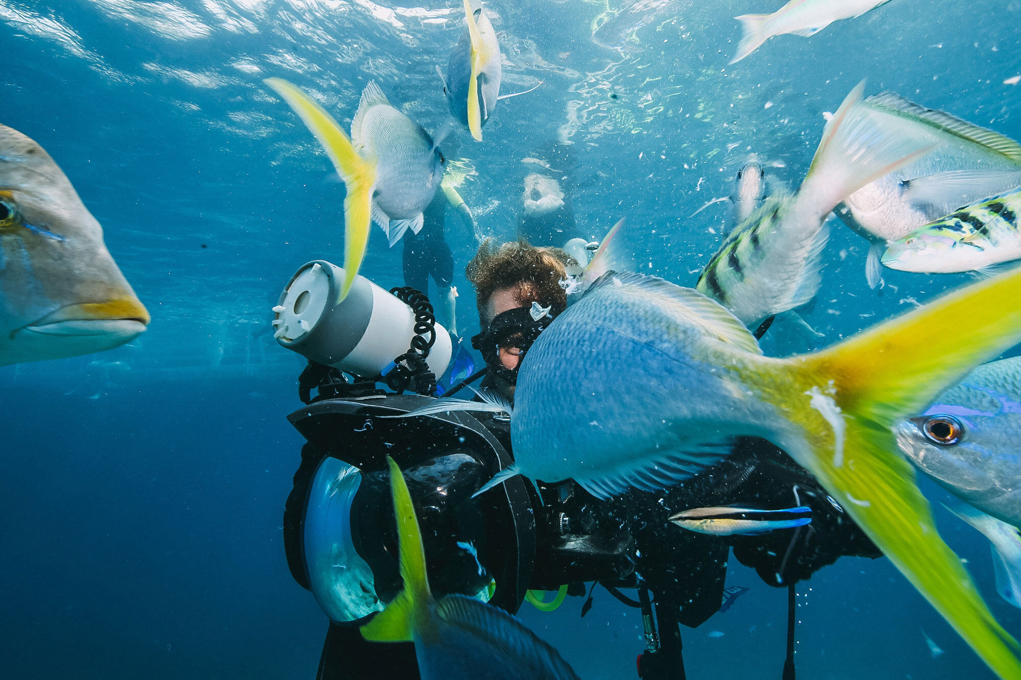 A diver surrounded by yellow-tailed fish