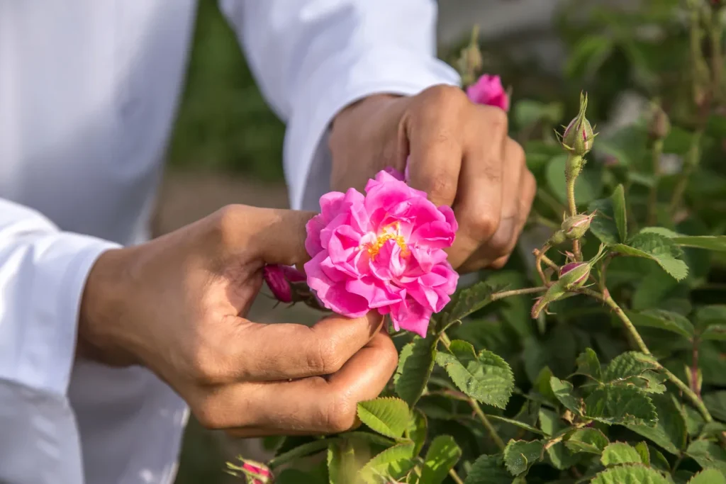 Hands holding a pink Damask rose on Jabal Akhdar